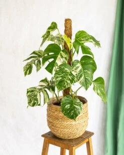 Plante D'intérieur - Monstera Deliciosa Variegata Xl 80cm 3 Plante D'intérieur - Monstera Deliciosa Variegata Xl 80cm -Promos Floromyst Boutique 64773f5ba4fa07.43501914