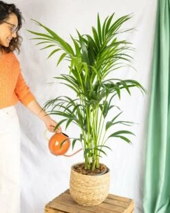 Plante D'intérieur - Kentia Howea Xl 80cm