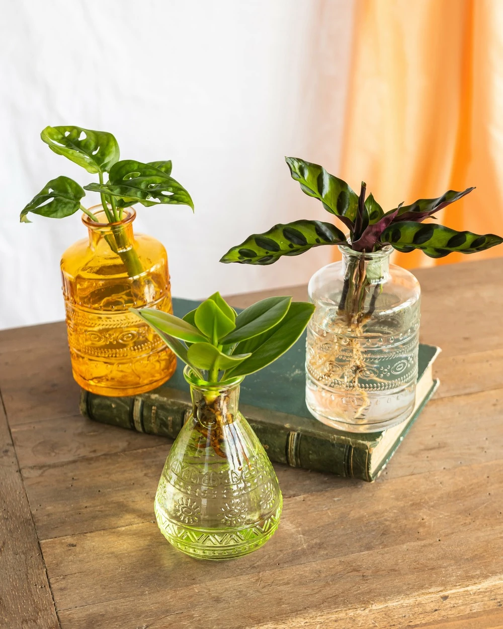 Plante D'intérieur - Salina Trio De Plantes En Hydroculture - Jaune 11cm 1 Plante D'intérieur - Salina Trio De Plantes En Hydroculture - Jaune 11cm