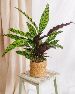 Plante D'intérieur - Calathea Lancifolia L 65cm