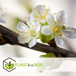 3 Pommes Différentes Sur 1 Arbre - Pot 17 Cm - Hauteur 60-70cm -Promos Floromyst Boutique 6478b275eb1777.08001142