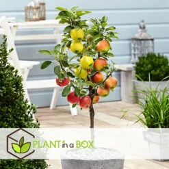 3 Pommes Différentes Sur 1 Arbre - Pot 17 Cm - Hauteur 60-70cm -Promos Floromyst Boutique 6478b276016da1.99677535