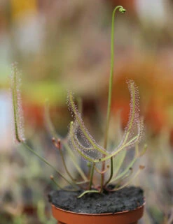Drosera Binata - Mont Ruapehu - Alpin Form -Promos Floromyst Boutique 648861c8358132.49931676