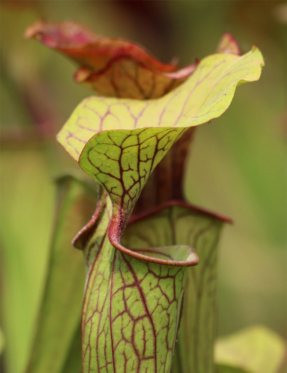 Sarracenia Oreophila 'sand Mountain' Caractéristique - Pot 12 Cm 1 Sarracenia Oreophila 'sand Mountain' Caractéristique - Pot 12 Cm