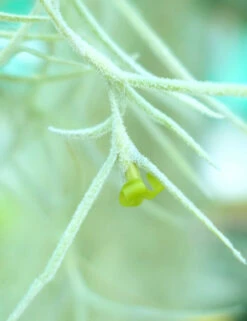 Tillandsia Usneoides Large Argenté - 40 à 60 Cm 3 Tillandsia Usneoides Large Argenté - 40 à 60 Cm -Promos Floromyst Boutique 6495d31f92b5c4.79954418