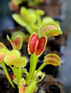 Dionaea Muscipula 'uk Sawtooth Ii' Caractéristique - Pot 7 Cm