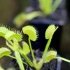 Dionaea Muscipula 'dentate' Clone 2 Caractéristique - Pot 7 Cm