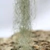 Tillandsia Usneoides 'forme Verte' - 40 à 60 Cm