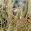 Drosera Binata Var. Dichotoma Forme Géante Caractéristique - Pot 9 Cm