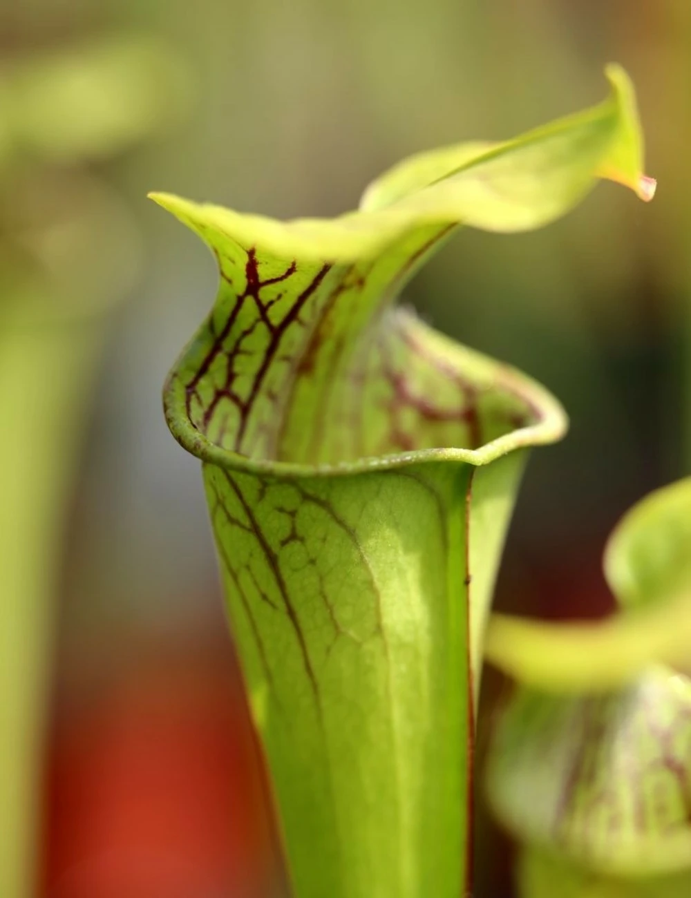 Sarracenia Oreophila Caractéristique - Pot 12 Cm 1 Sarracenia Oreophila Caractéristique - Pot 12 Cm