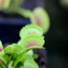 Dionaea Dentata Caractéristique - Pot 7 Cm