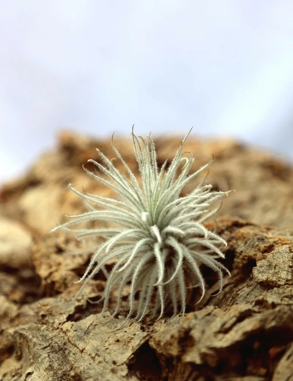 Tillandsia Tectorum - 8 à 10 Cm 1 Tillandsia Tectorum - 8 à 10 Cm