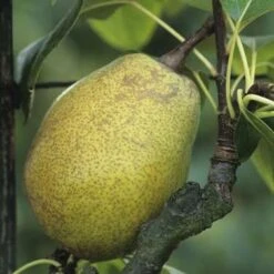 Poirier Jeanne D'Arc : Gobelet 3 Ans D'âge Ctr 12 Litres 3 Poirier Jeanne D'Arc : Gobelet 3 Ans D'âge Ctr 12 Litres -Promos Floromyst Boutique 6528 003