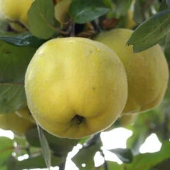 Cognassier Champion : Gobelet 3 Ans D'âge -Promos Floromyst Boutique 6532 002 1