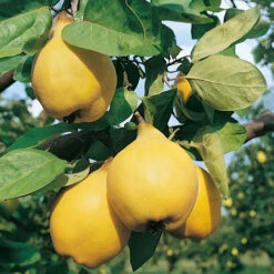 Cognassier Champion : Gobelet 3 Ans D'âge -Promos Floromyst Boutique 6532 004