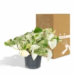 Epipremnum Happy Leaf Scindapsus - H15cm, ø12cm - Plante D'intérieur Tombante -Promos Floromyst Boutique 66f3ecc8f1f501b6