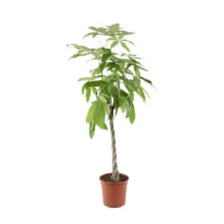 Pachira Tressé : H.150/160cm, Pot D.27cm -Promos Floromyst Boutique 674123 001 1