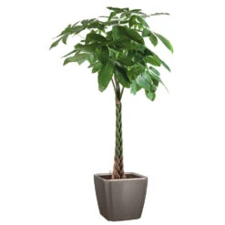 Pachira Tressé : H.150/160cm, Pot D.27cm -Promos Floromyst Boutique 674123 002