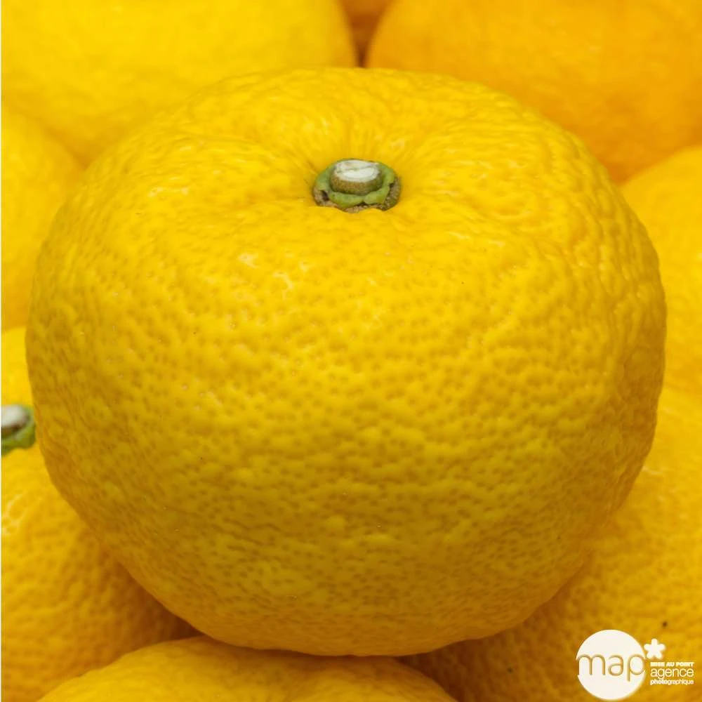 Yuzu AB: Pot 3L, Greffe 3 Yuzu AB: Pot 3L, Greffe – Image 3