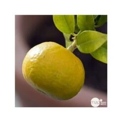 Mandarinier : C3L, Agriculture Biologique 8 Mandarinier : C3L, Agriculture Biologique -Promos Floromyst Boutique 697332 001
