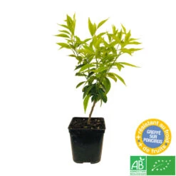 Mandarinier : C3L, Agriculture Biologique 9 Mandarinier : C3L, Agriculture Biologique -Promos Floromyst Boutique 697332 004