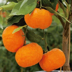 Mandarinier : C3L, Agriculture Biologique 10 Mandarinier : C3L, Agriculture Biologique -Promos Floromyst Boutique 697332 005