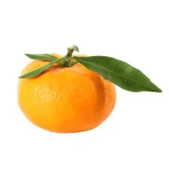 Mandarinier : C3L, Agriculture Biologique 11 Mandarinier : C3L, Agriculture Biologique -Promos Floromyst Boutique 697332 009