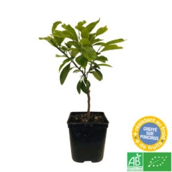 Mandarinier Satmusa : AB, C3L Greffe 6 Mandarinier Satmusa : AB, C3L Greffe -Promos Floromyst Boutique 697333 004