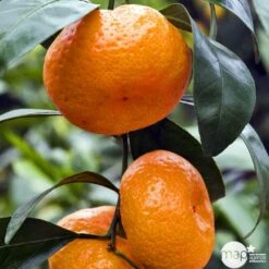 Mandarinier Satmusa : AB, C3L Greffe 7 Mandarinier Satmusa : AB, C3L Greffe -Promos Floromyst Boutique 697333 005