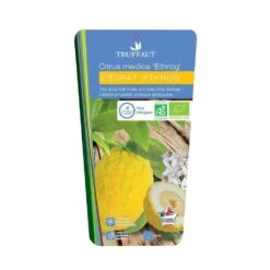 Cedratier 'ethrog' : AB, C3L -Promos Floromyst Boutique 697335 002