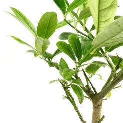 Cedratier 'ethrog' : AB, C3L -Promos Floromyst Boutique 697335 004