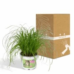 Herbe à Chat - H20cm, ø12cm - Plante D'intérieur -Promos Floromyst Boutique 6f32ed9d24c25498