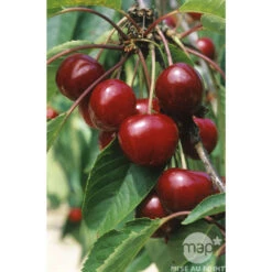 Cerisier Bigarreau Van : Gobelet 3 Ans D'âge Ctr 12 Litres -Promos Floromyst Boutique 71295 003