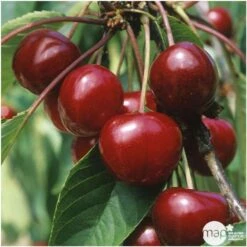 Cerisier Bigarreau Van : Gobelet 3 Ans D'âge Ctr 12 Litres -Promos Floromyst Boutique 71295 005