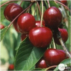 Cerisier Bigarreau Van : Demi Tige 2 Ans D'âge Ctr 15 Litres 5 Cerisier Bigarreau Van : Demi Tige 2 Ans D'âge Ctr 15 Litres -Promos Floromyst Boutique 71296 004