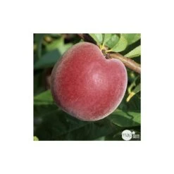 Pêcher à Chair Jaune JH Hale : Demi Tige 6/8 Cm 2 Ans D'âge Ctr 12L -Promos Floromyst Boutique 71318 003