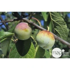 Prunier Reine Claude De Bavay : ½ Tige, 4-5 Ans, H 170-180 Cm 6 Prunier Reine Claude De Bavay : ½ Tige, 4-5 Ans, H 170-180 Cm -Promos Floromyst Boutique 71365 002