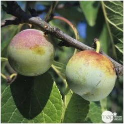 Prunier Reine Claude De Bavay : ½ Tige, 4-5 Ans, H 170-180 Cm 7 Prunier Reine Claude De Bavay : ½ Tige, 4-5 Ans, H 170-180 Cm -Promos Floromyst Boutique 71365 003