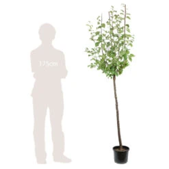 Prunier Reine Claude De Bavay : ½ Tige, 4-5 Ans, H 170-180 Cm 5 Prunier Reine Claude De Bavay : ½ Tige, 4-5 Ans, H 170-180 Cm -Promos Floromyst Boutique 71365 005