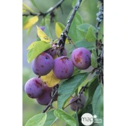 Prunier Reine Claude Violette Gobelet -Promos Floromyst Boutique 71372 002