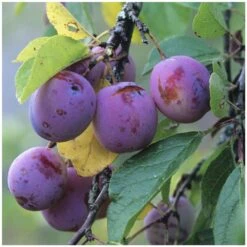 Prunier Reine Claude Violette Gobelet -Promos Floromyst Boutique 71372 004