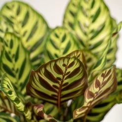 Calathea Makoyana Duo - Plantes D'intérieur 7 Calathea Makoyana Duo - Plantes D'intérieur -Promos Floromyst Boutique 721787bfd2200161