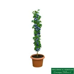 Prunier Colonnaire Toronto® 5 Prunier Colonnaire Toronto® -Promos Floromyst Boutique 729932 001