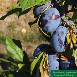 Prunier Colonnaire Toronto® 6 Prunier Colonnaire Toronto® -Promos Floromyst Boutique 729932 002