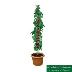 Cerisier Colonnaire Hong Kong® -Promos Floromyst Boutique 729935 001