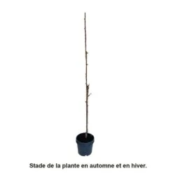 Cerisier Colonnaire Shangai® -Promos Floromyst Boutique 729936 005