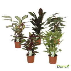 Calathea D17H65cm -Promos Floromyst Boutique 739759 002