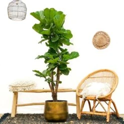 Ficus Lyrata Xxl - H160cm, ø30cm - Très Grande Plante D'intérieur 5 Ficus Lyrata Xxl - H160cm, ø30cm - Très Grande Plante D'intérieur -Promos Floromyst Boutique 74401ca0208fff45