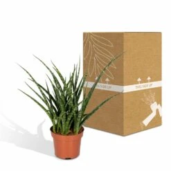 Sansevieria Fernwood Punk - H30cm, ø12cm - Plante D'intérieur Sans Entretien -Promos Floromyst Boutique 74e4a547941876d2