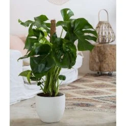 Philodendron Monstera : Tuteur Mousse -Promos Floromyst Boutique 750196 006